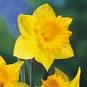 Daffodils.jpg