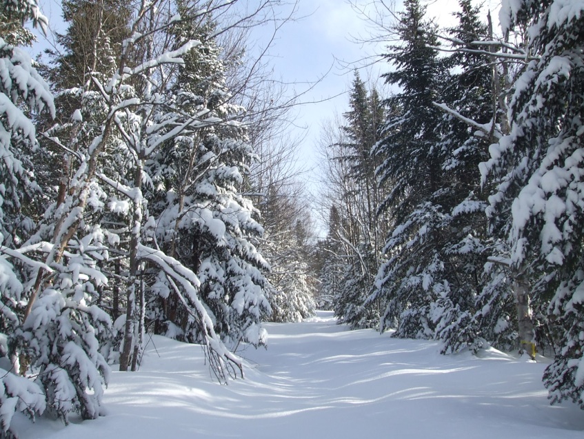 Path throgh snowed trees.jpg