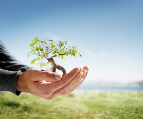 giving tree.jpg