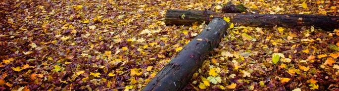 autumn forest floor.jpg
