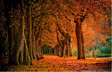 autumn park.jpg