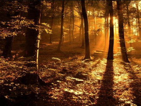 autumn_forest_in_sun.jpg