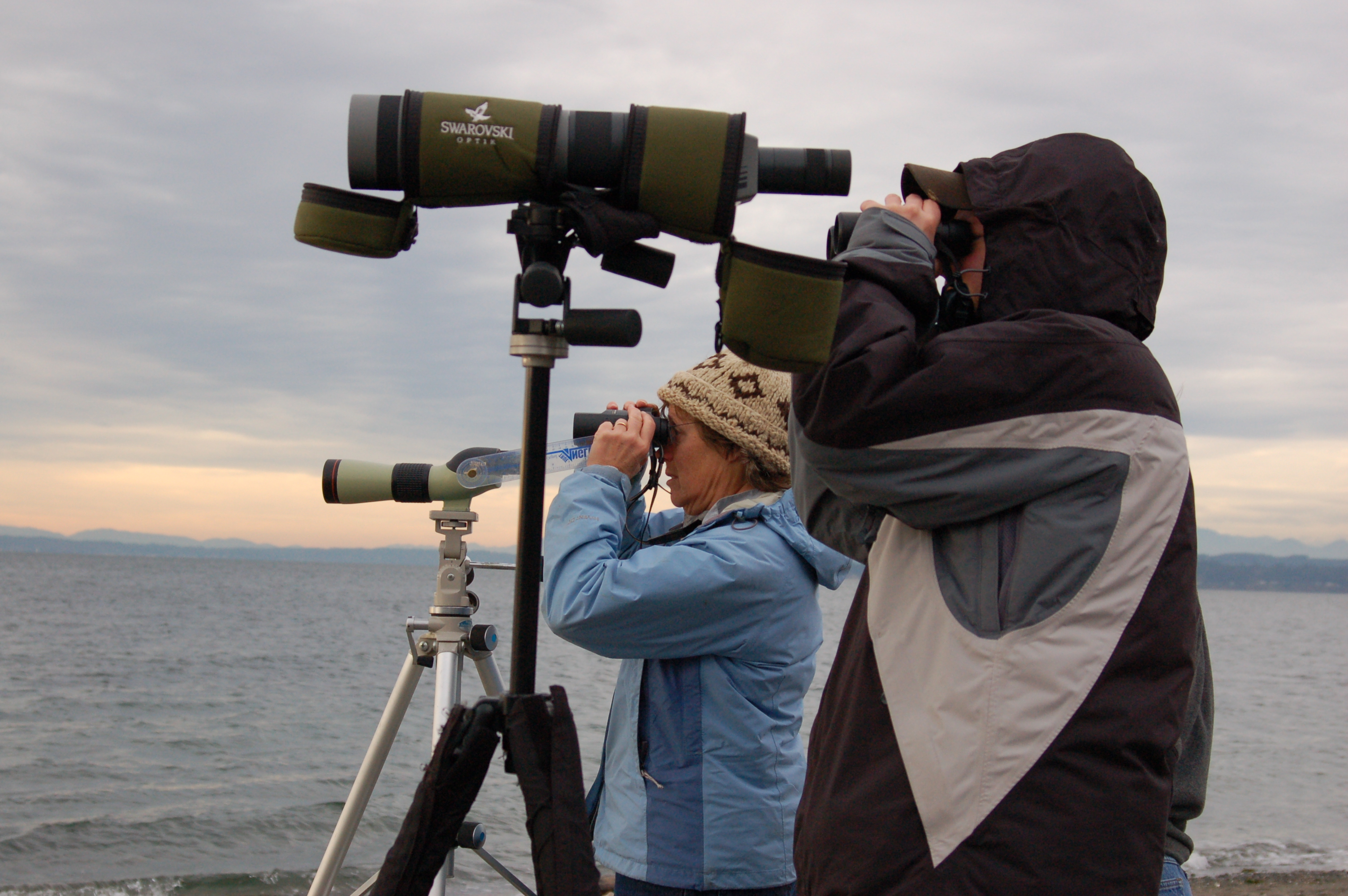Volunteer Seabird Surveyors