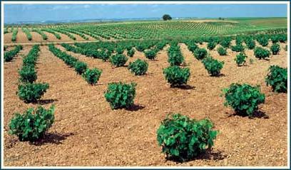 Bush vines.jpg