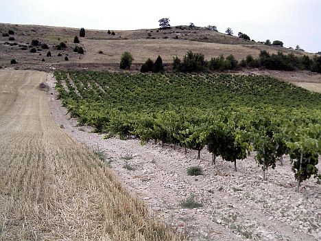 Ribera.jpg