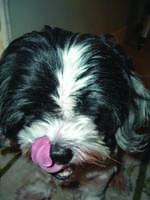buddydogfood small.jpg