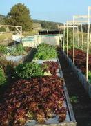 Aquaponics System