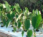 Taro in aquaponics system