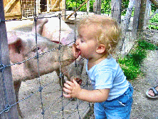 Child Kissing Pig 2.gif