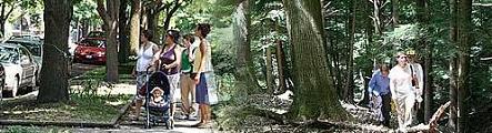 forestbanner120.JPG