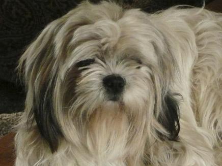 Mack before his trim.jpg