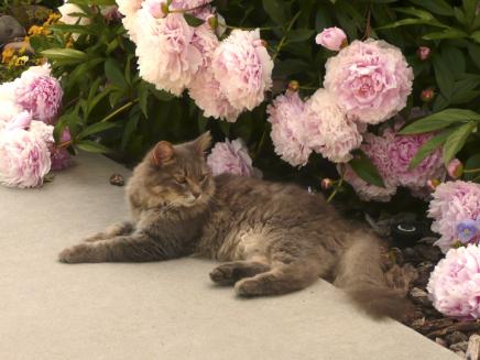 Rocky in June-small.jpg