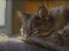 Sneak a Peek by Susan Blackwood 6 x 8 Oil on Panel e-mail.jpg
