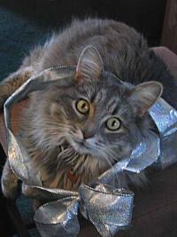 Rocky at Christmas small.jpg