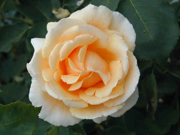 rose11.jpg