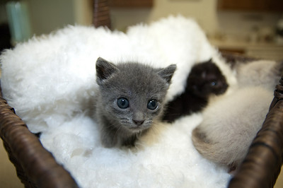 kittens in a basket.jpg