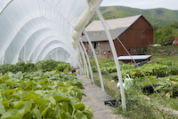 Mighty Food Farm