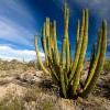 Sonoran1.jpg