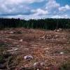 clearcut.jpg