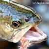 fish.JPG