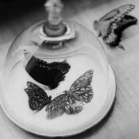 butterflies under glass.jpg