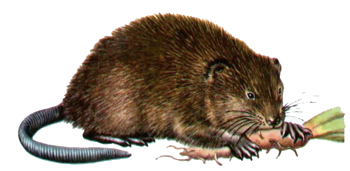 muskrat.gif