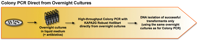 Kapa Colony PCR Workflow.jpg