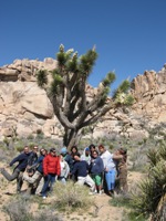 Joshua Tree.jpg