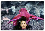 Octopus.jpg