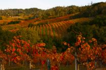 Fall Colors