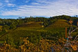 IMG_7743.jpg