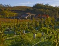 TR_from_ps_vineyard.jpg