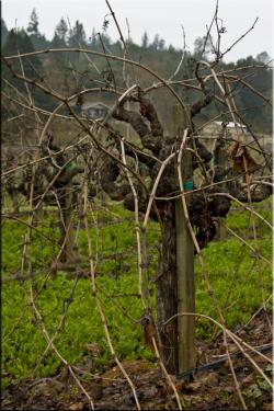 Mother Clone in Winter.jpg