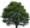 MTS plants a tree for every person we train