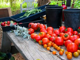 Alemany Farm Harvest.jpg