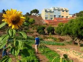 Alemany Farm Sunflower.jpg