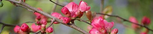 blossoms.jpg