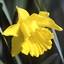 DAFFODIL.jpg