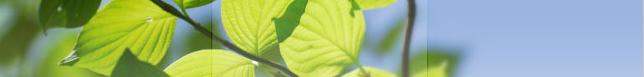 treefooter.JPG