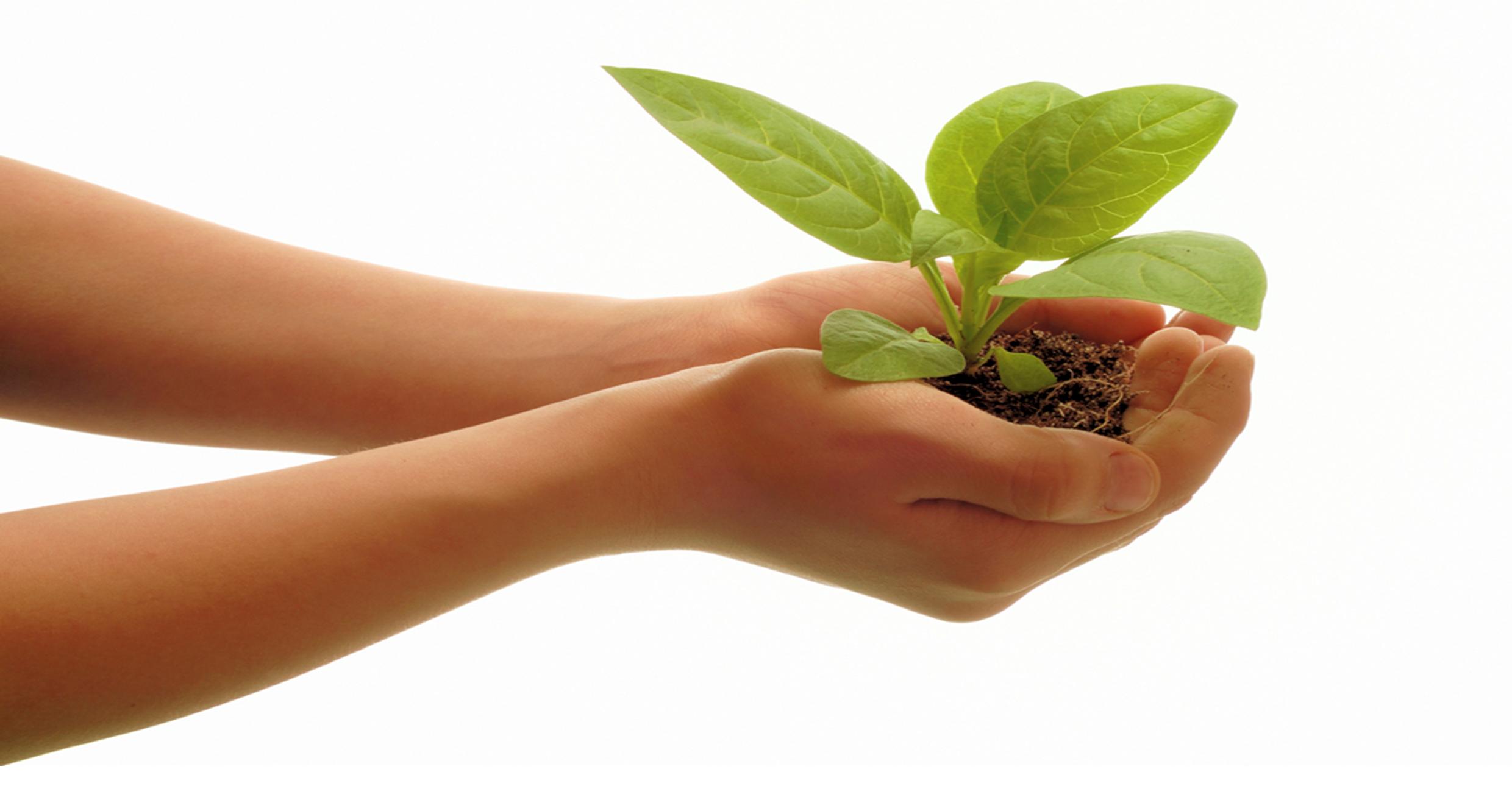 child hands holding plant.jpg