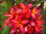 Caribbean Beauty