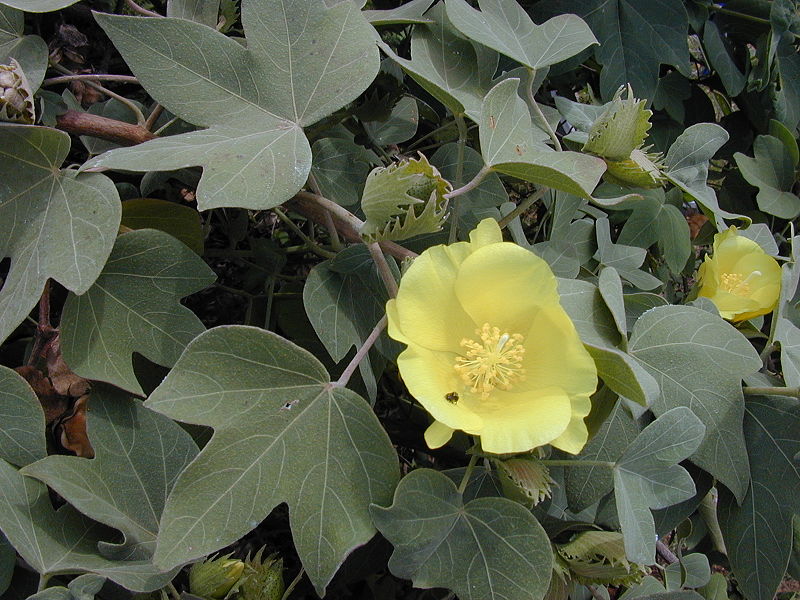 Gossypium_tomentosum flower.jpg