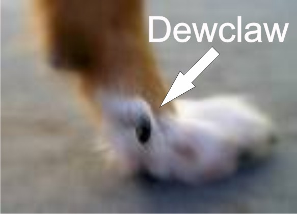 dewclaw.jpg