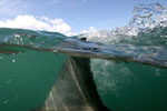 Shark Fin LR.jpg